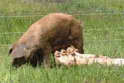sow with piglets on pasture
