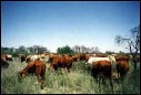 dense cattle herd