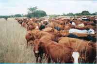 high density livestock grazing