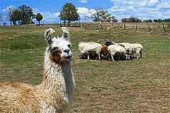 llama with sheep