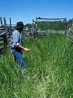 dense, tall grass