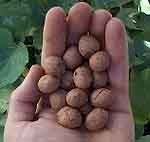 seed balls