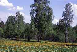 birch forest