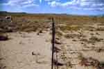 Over 95% bare ground on left of fence, over 90% bare on right.