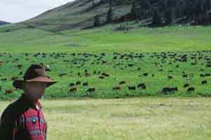 large herd on lush grass