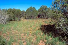 bunch grasses with bare soil between