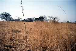 dry brown grass