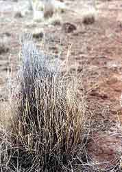 oxidizing grass plant on bare ground