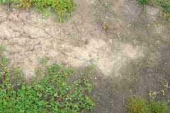 soil crust