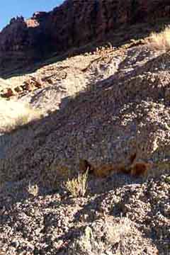 biological soil crust on cliff