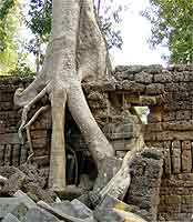 tree destroying wall