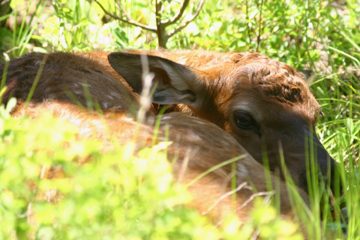 elk calf