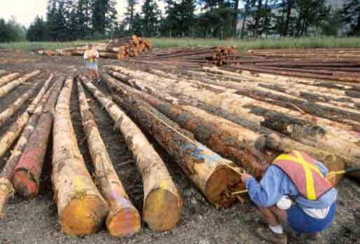 scaling logs