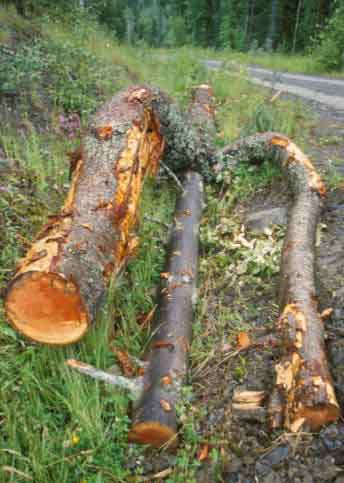 triple trunk