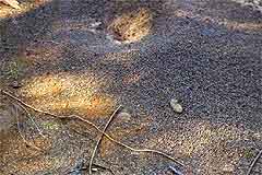 ant mound