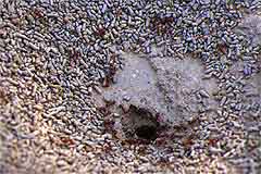 ant mound closeup