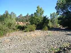 gravel and some small trees