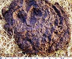 Dung beetles and their effects on soil | Managing Wholes