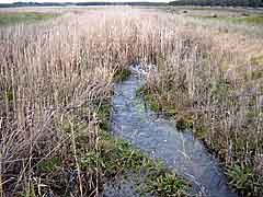 long grass, clear water