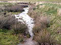 longer grass, muddy water