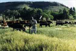 cattle fenced on thick, tall grass