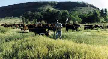 cattle in lush grass