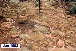 more small grasses, less bare ground