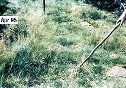 taller grasses, bare ground virtually gone