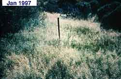 tall grass, no bare ground