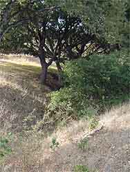 vegetated waterway