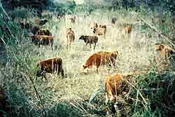 cattle herd on grass