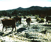 cattle on bare ground