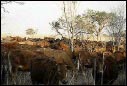 dense cattle herd