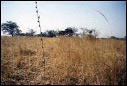 tall dry grass, grazed short at left